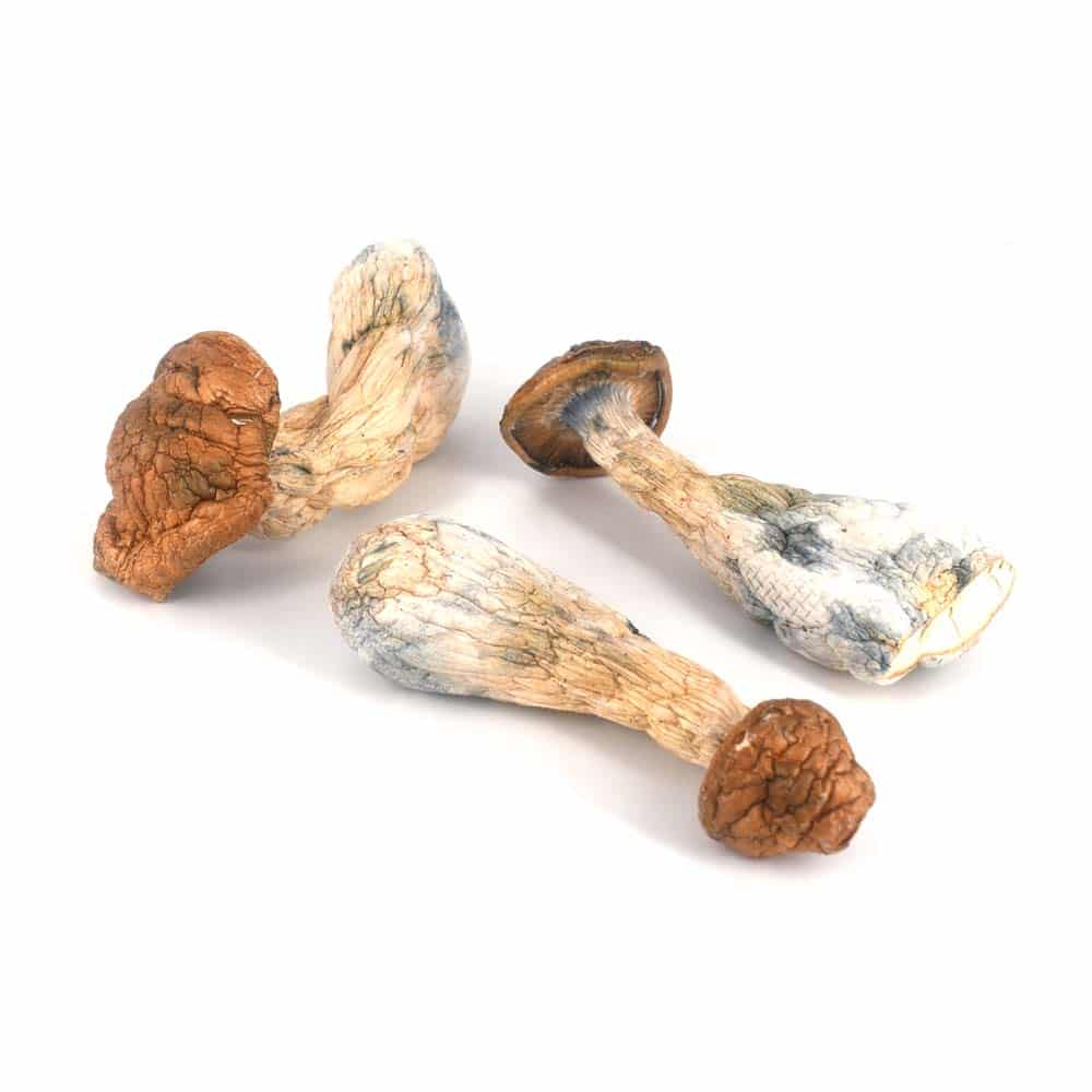 DRY SHROOMS | GOLDEN MEMBER