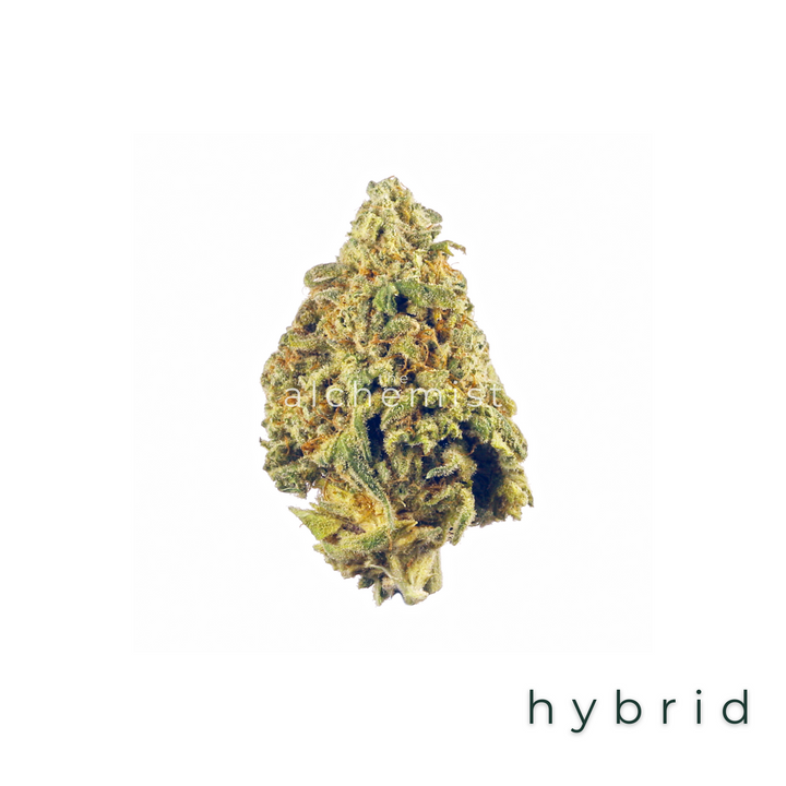 AAAA | HOLY GRAIL - HYBRID