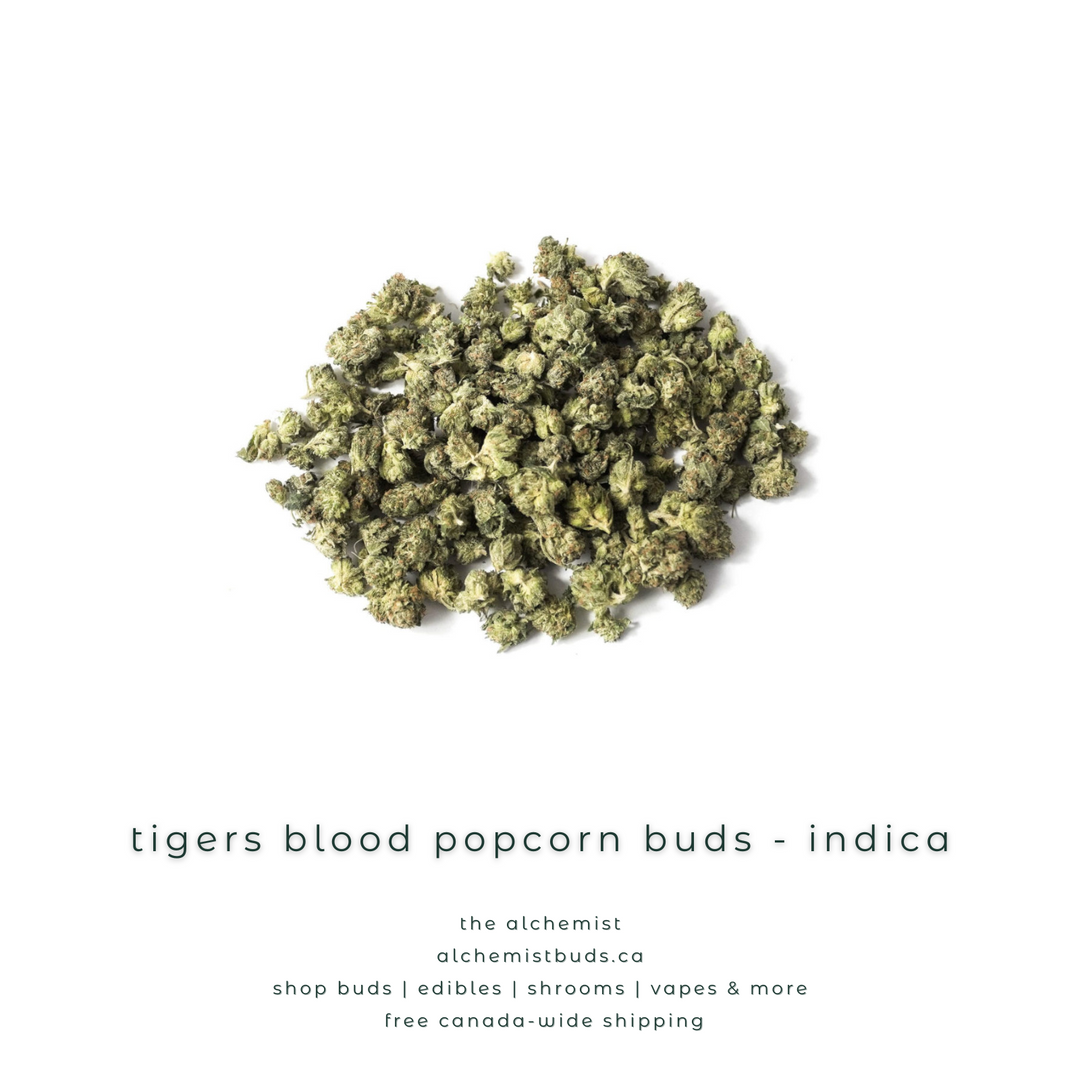 AAAA POPCORN BUDS | TIGERS BLOOD - INDICA